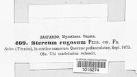 Stereum rugosum image